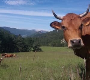 vache
