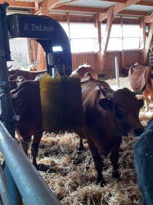 vache gaec des thibauds