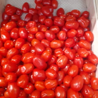 tomates cerises