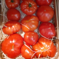 tomates coeur 2