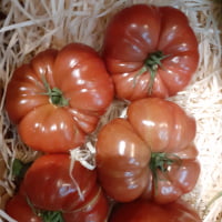 tomates coeur