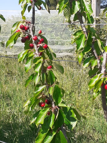 Cerises