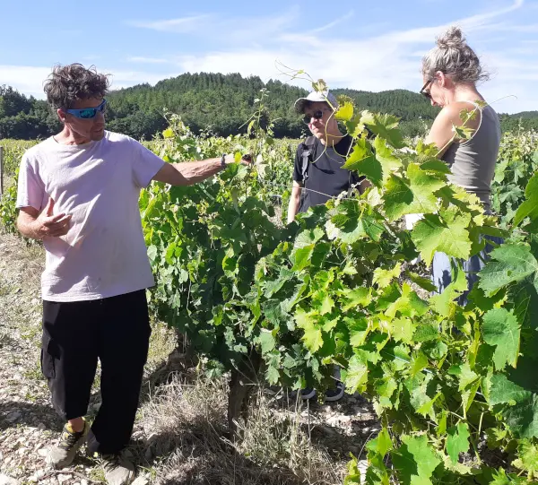 vins de rudy